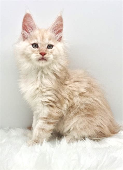 chatterie nikomacoon